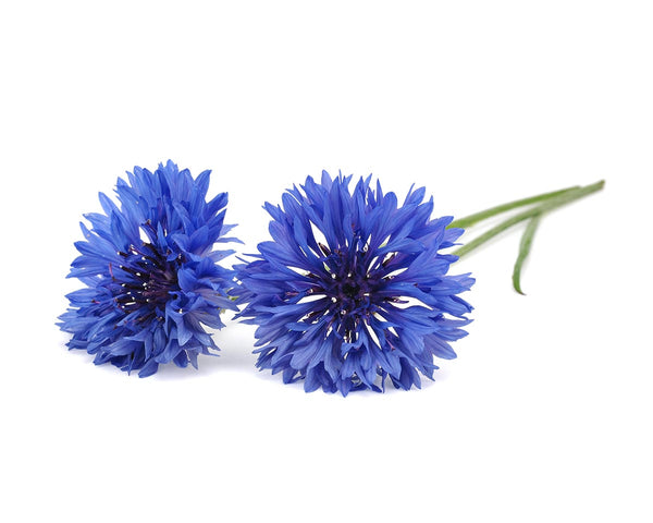 Cornflower Plant Pods