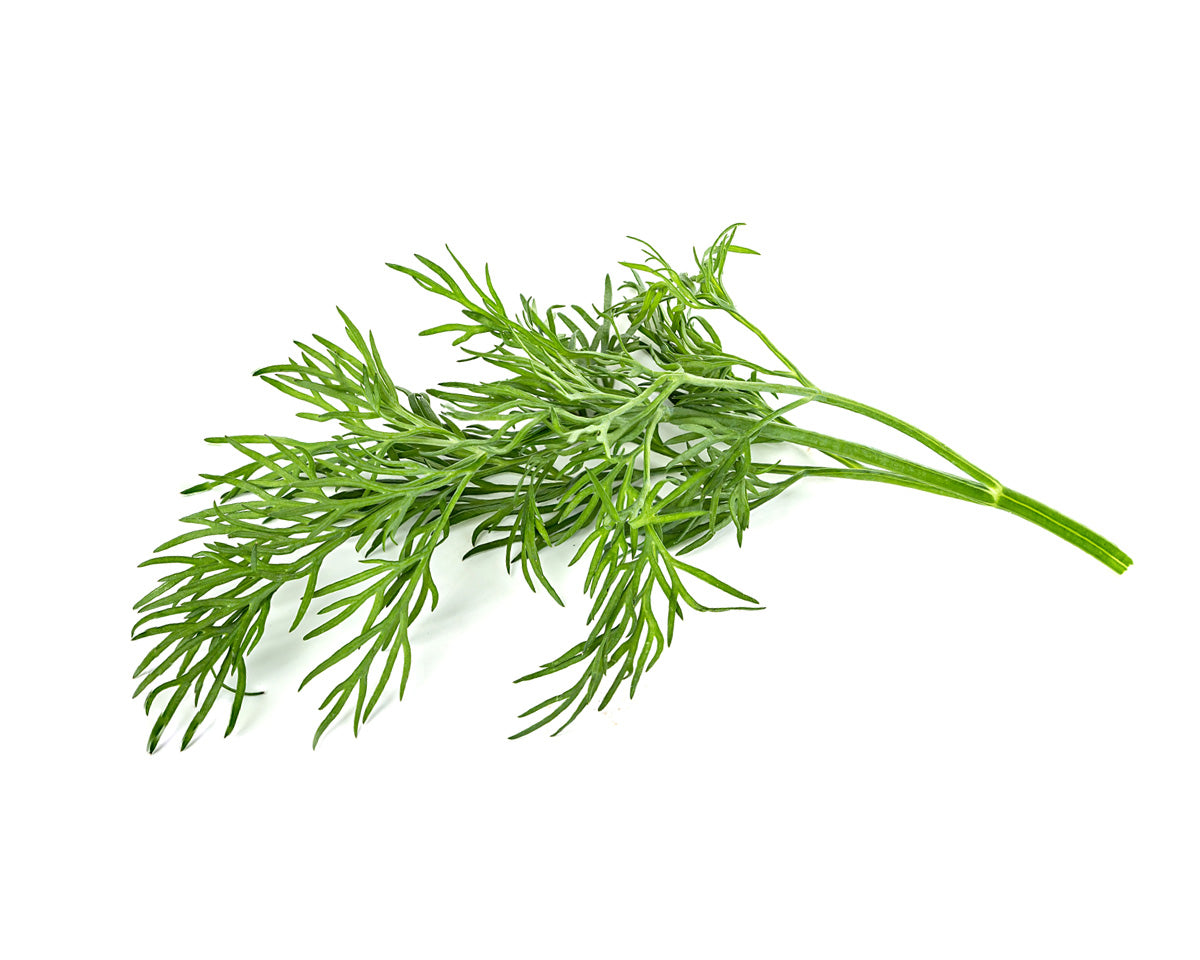 dill plant indoors Dill Plant Pods 3-pack