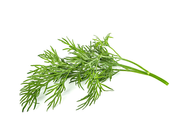 Dill capsule - Click & Grow indoor garden - grow dill (Anethum graveolens) at home