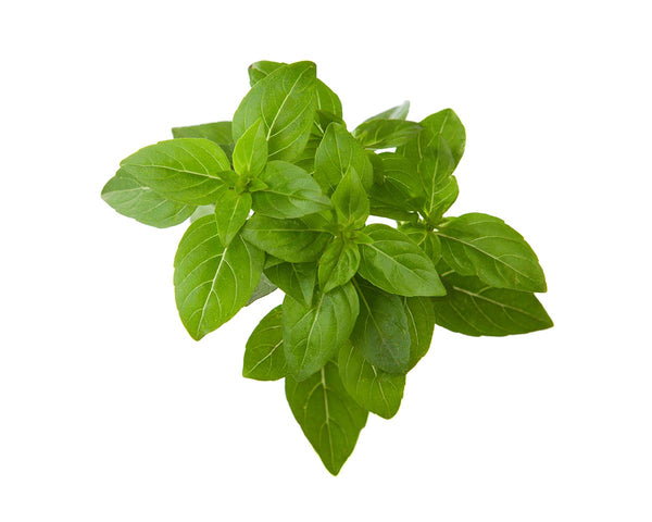 Dwarf Basil Plant Pods