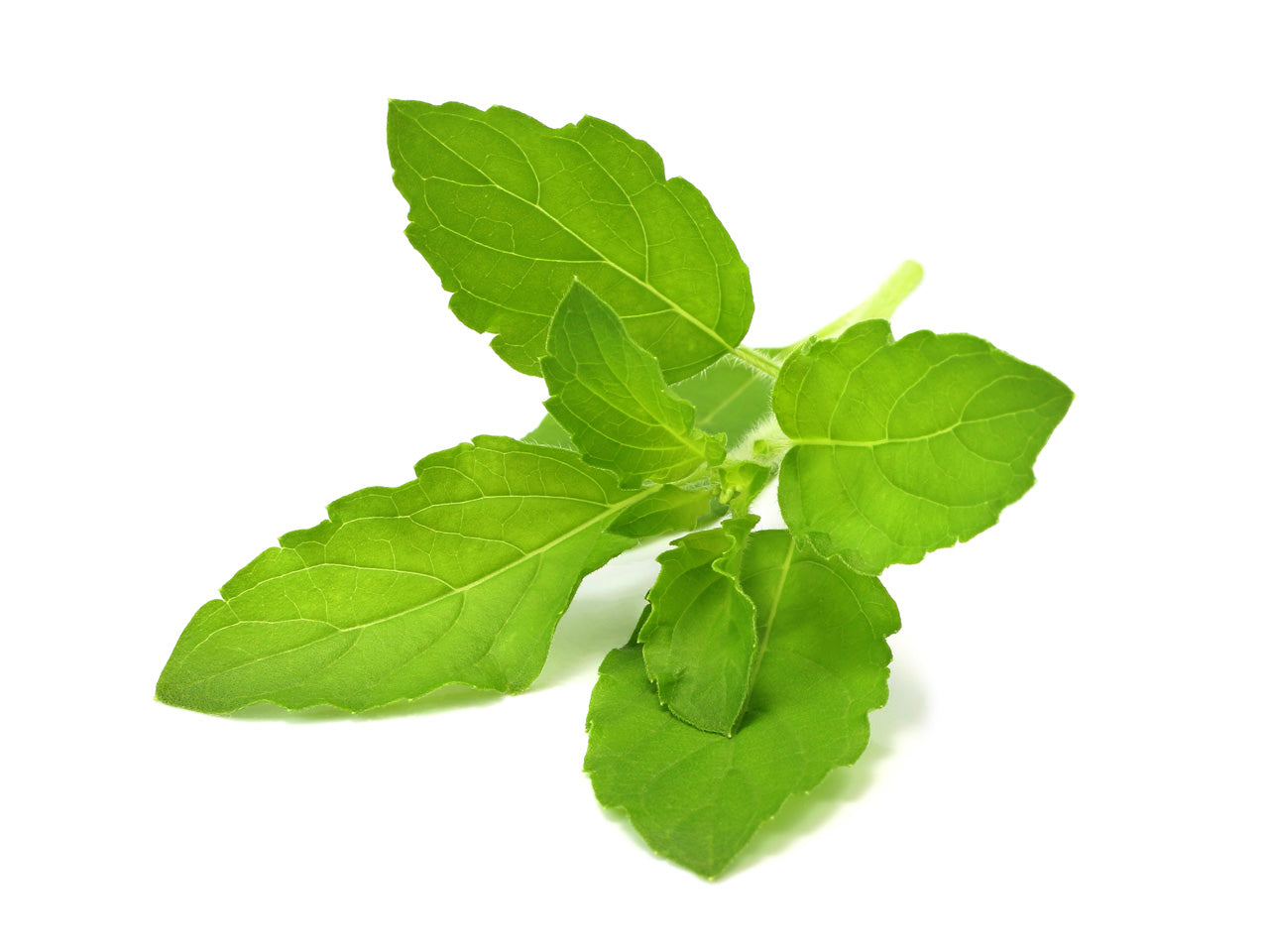 holy basil indoor plant Holy Basil Tulsi Plant Pods for Click & Grow Indoor Herb Gardens