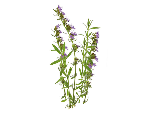Hyssop Plant Pods