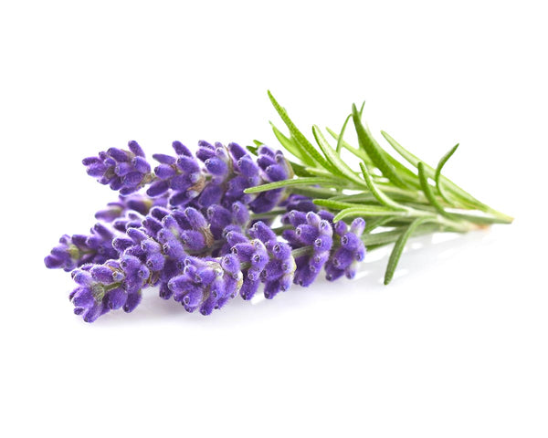 Lavender Plant Pods