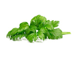 Leaf Celery Plant Pods 3-pack