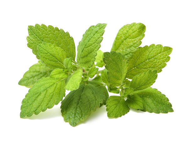 Lemon Balm Plant Pods