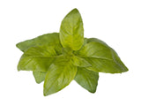 Lime Basil Plant Pods 3-pack
