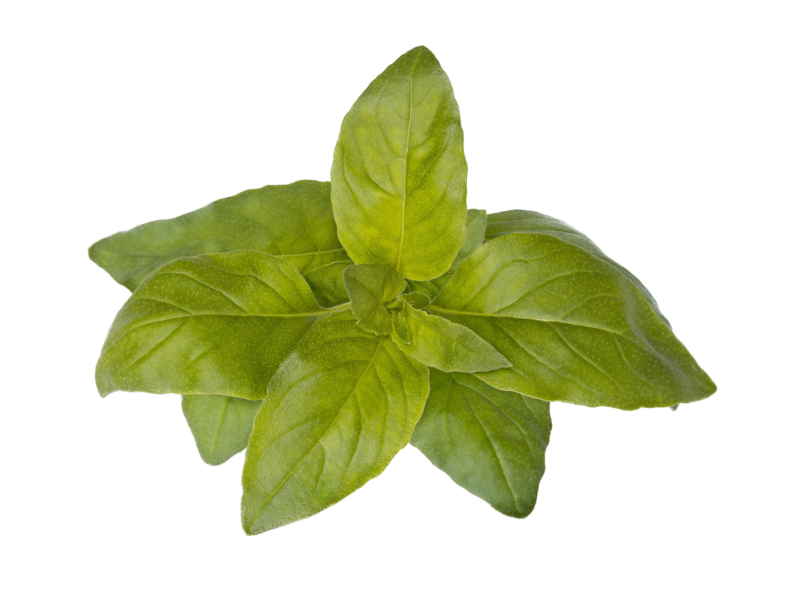 Lime Basil Plant Pods