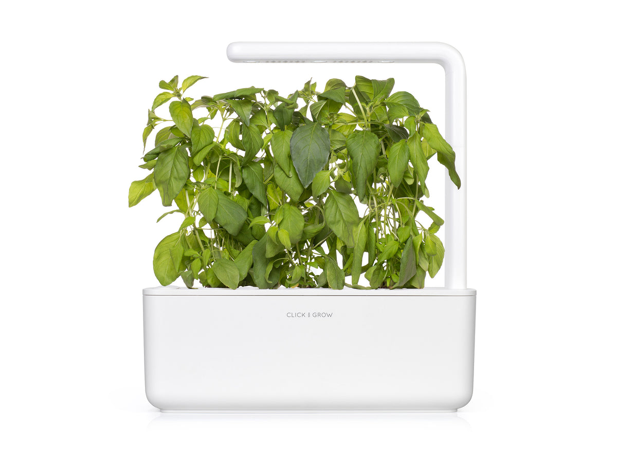 Lime Basil Plant Pods | Click & Grow