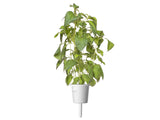 Lime Basil Plant Pods 3-pack