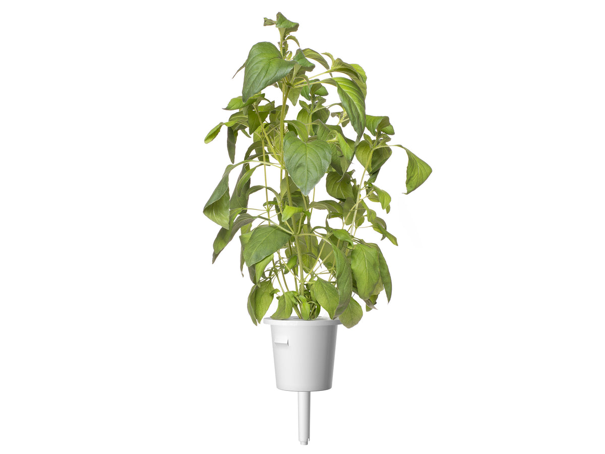 Lime Basil Plant Pods Click & Grow