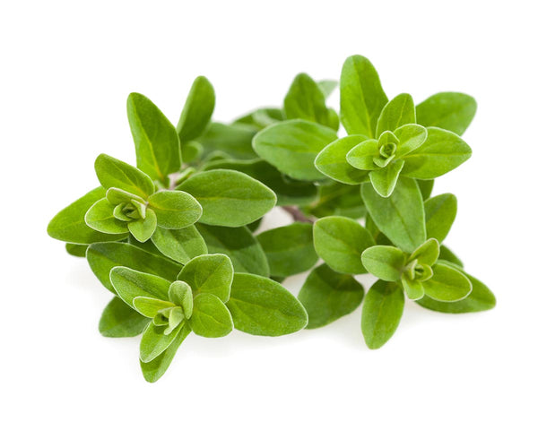 Marjoram Plant Pods