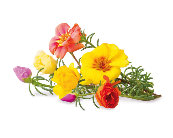 Moss Rose Plant Pods