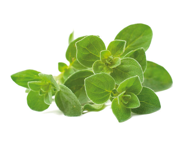 Oregano Plant Pods