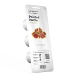 Painted Nettle Plant Pods 3-pack