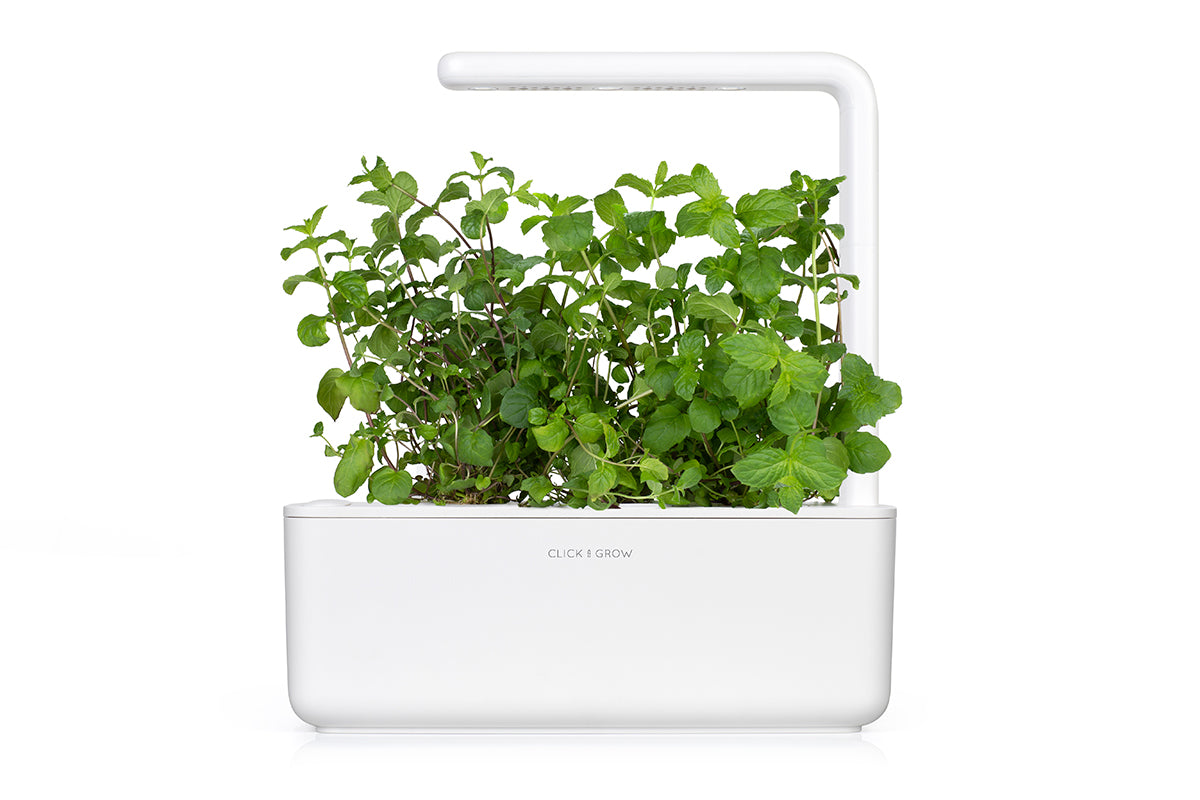 Veritable® Smart Indoor Garden Lingots® - Mint – MoMA Design Store