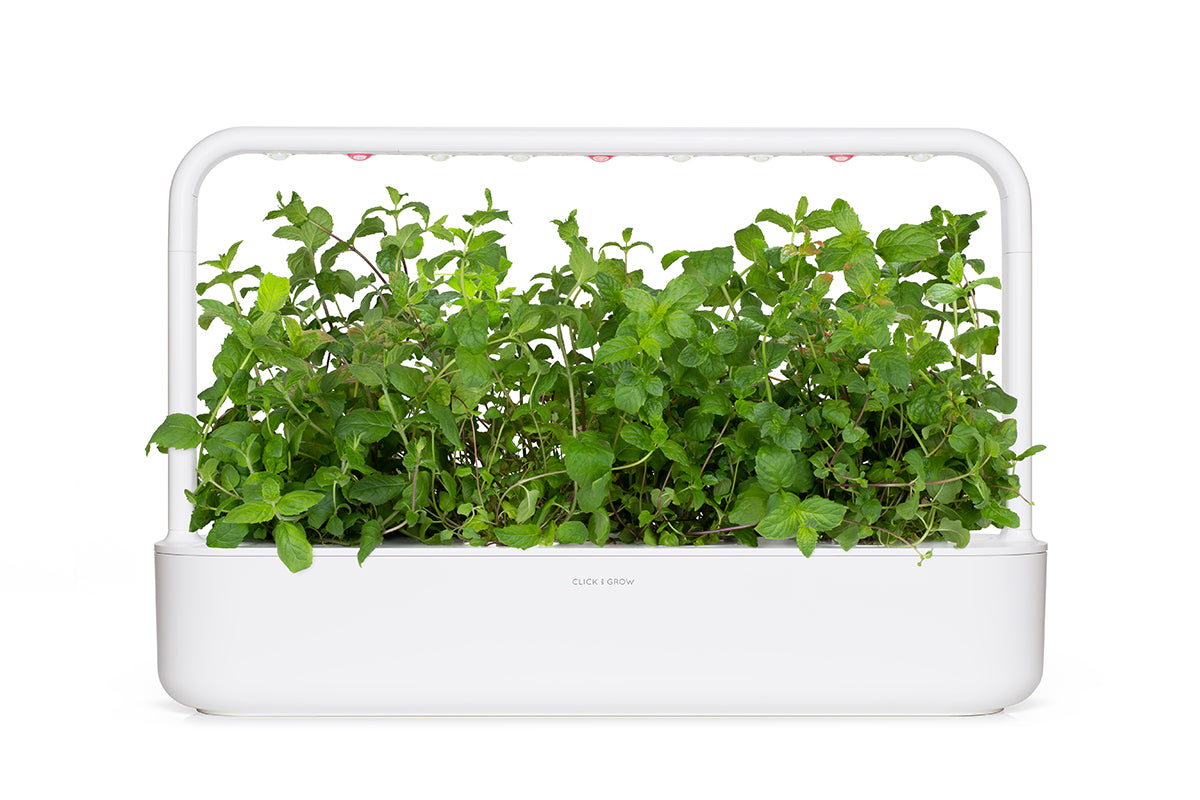 Veritable® Smart Indoor Garden Lingots® - Mint – MoMA Design Store