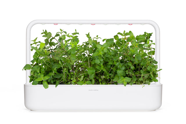 Peppermint Plant Pods | Click & Grow