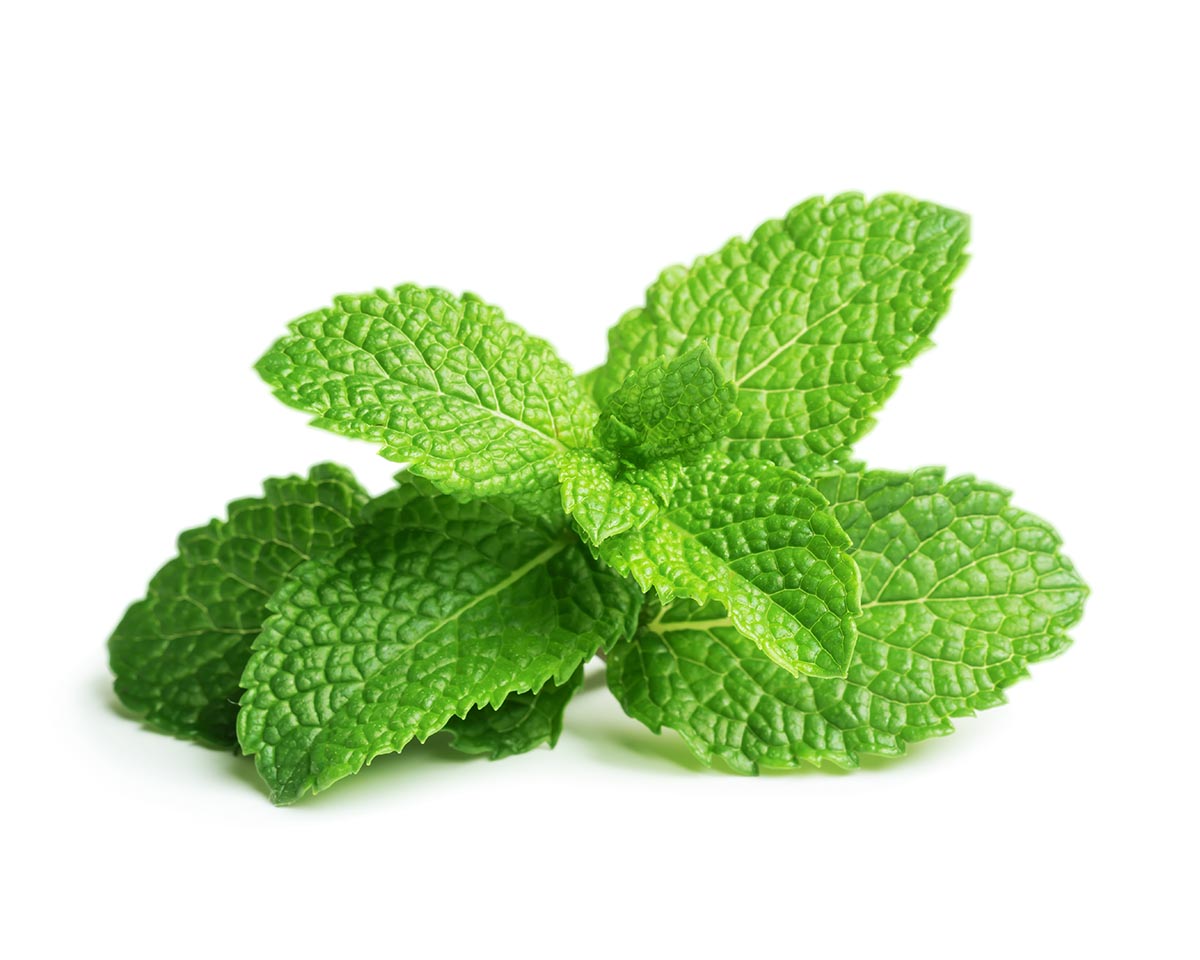 indoor peppermint plant Click&Grow Smart Garden Peppermint Refill (Set of 3)