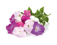 Petunia Plant Pods / Petunia Plant Pods