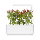Piri Piri Chili Pepper grow chili pepper at home Click & Grow indoor garden