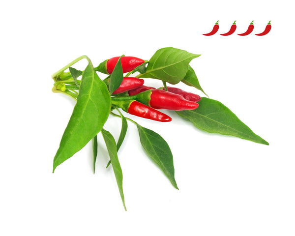 Piri Piri Chili Pepper Plant Pods