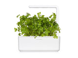 Parsley (Petroselinum crispum) capsule - Click & Grow indoor garden
