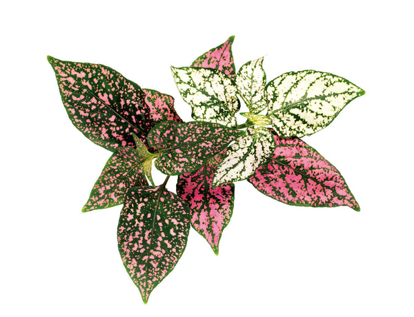 Polka Dot Flower (Hypoestes phyllostachya) capsule - Click & Grow indoor garden