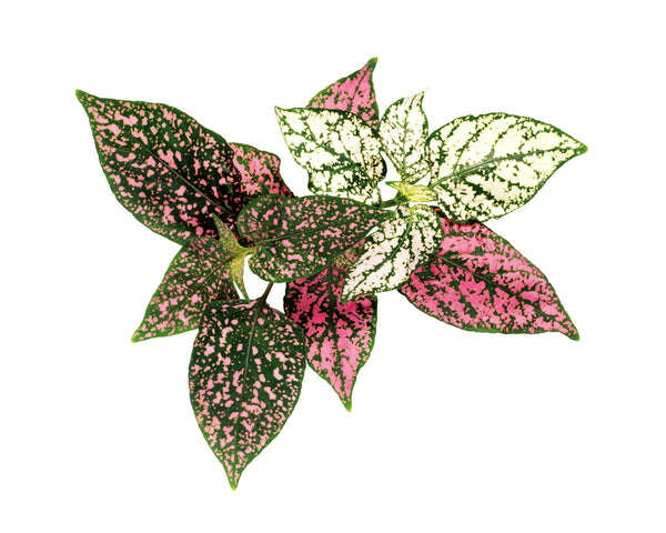Polka Dot Flower Plant Pods