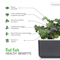 Red Kale Plant Pods / Red Kale (Brassica oleracea) health benefits - Click & Grow indoor garden