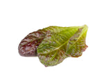 Red Romaine Lettuce Plant Pods 3-pack