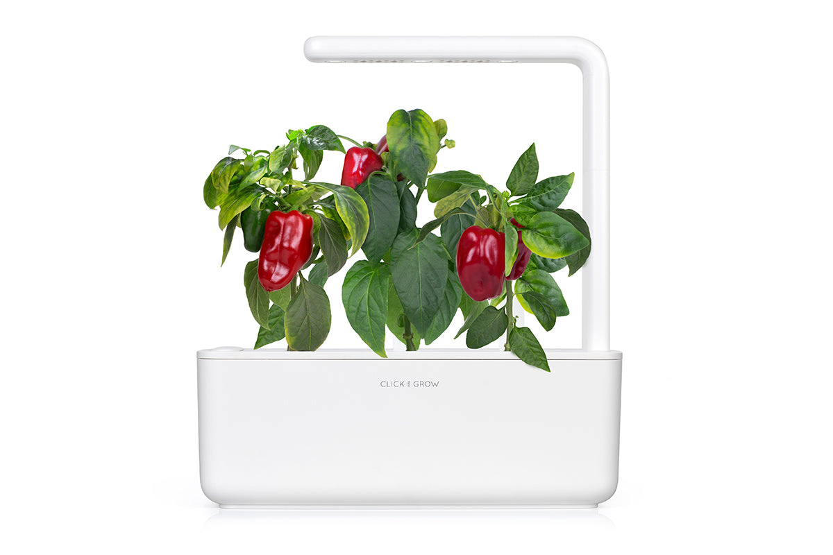 Red Sweet Pepper Plant Pods