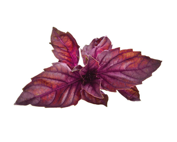 Red Basil Plant Pods