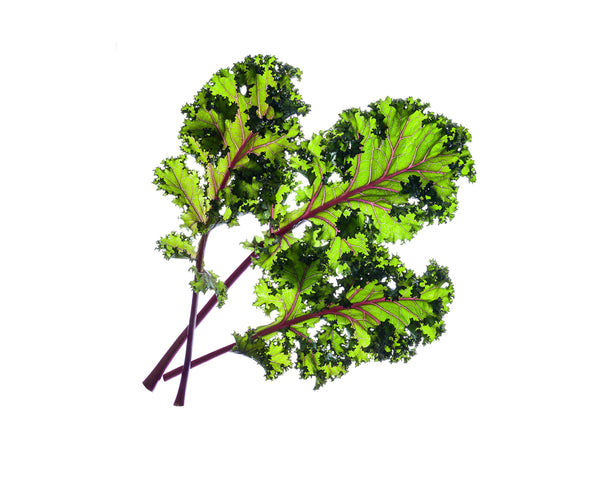 Red Kale Plant Pods