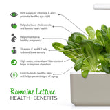 Romain lettuce (Lactuca sativa) health benefits