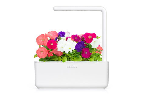 Petunia Plant Pods | Click & Grow