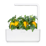 Bell Pepper - Click & Grow indoor garden - Grow Sweet Peppers at home