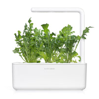 Arugula Plant Pods / Aragula refill for planting and growing aragula (Vesicaria sativaat). Click & Grow indoor garden.