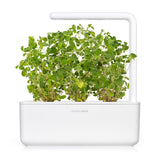 Oregano Plant Pods 3-pack