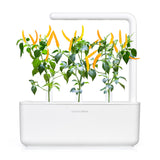 Chili Pepper (Capsicum annuum) refill - Click & Grow indoor garden