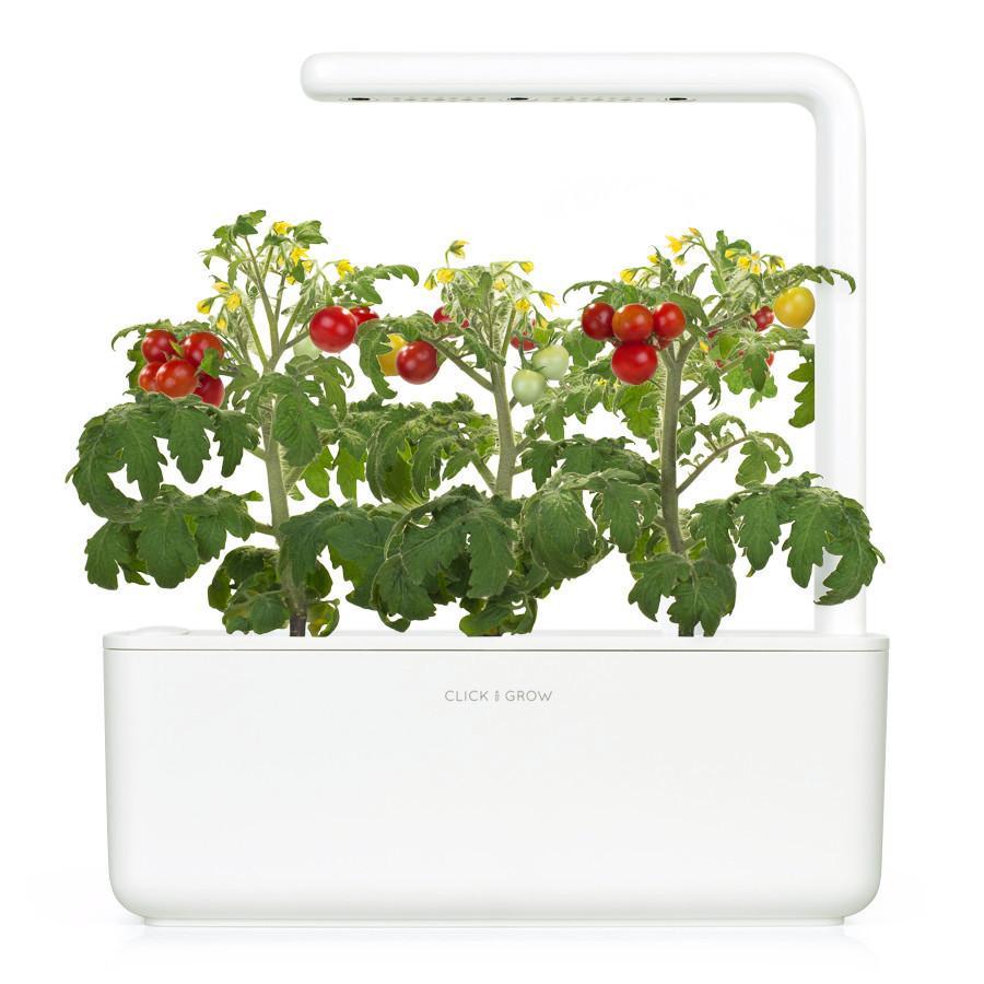 Mini Tomato Plant Pods / Mini Tomato Plant Pods