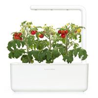 Mini Tomato Plant Pods / Mini Tomato Plant Pods