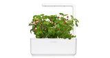 Wild Strawberry Plant Pods 3-pack