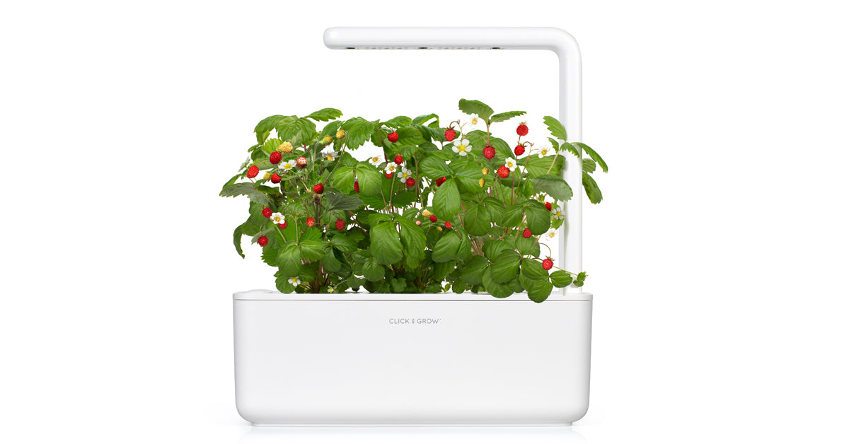 Click And Grow Wild Strawberry Trim