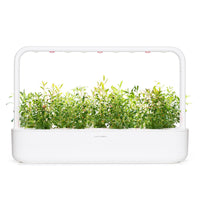 Hyssop Plant Pods / Hyssop (Hyssopus officinalis) - Grow superfood at home. Smart Garden.
