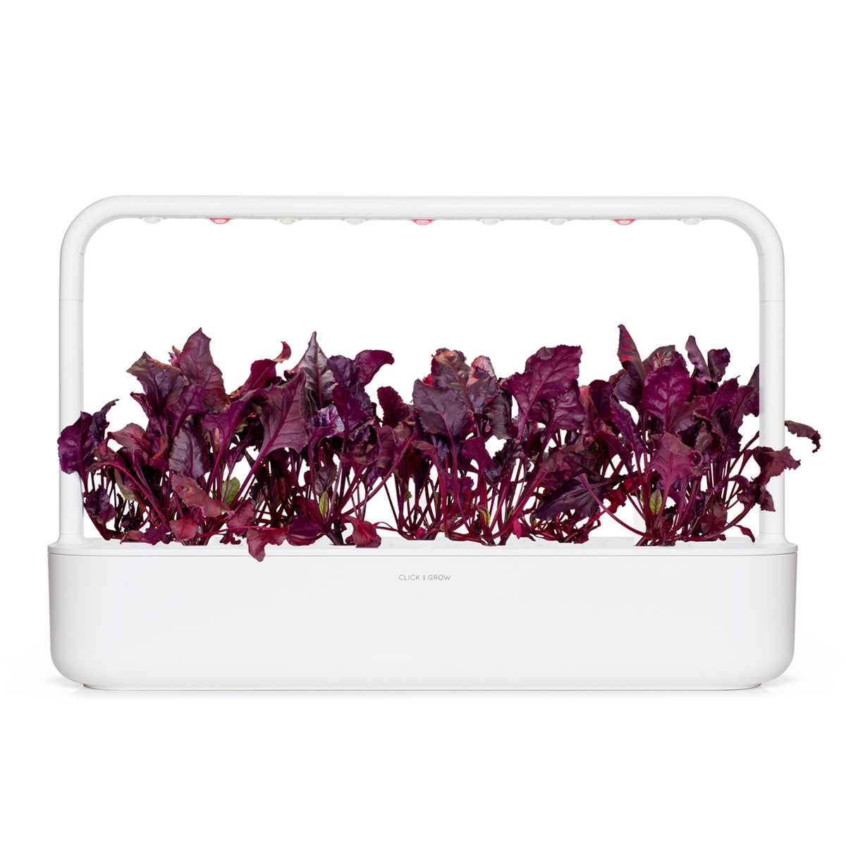 Red Chard Plant Pods / Red Chard Plant Pods