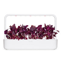 Red Chard Plant Pods / Red Chard Plant Pods
