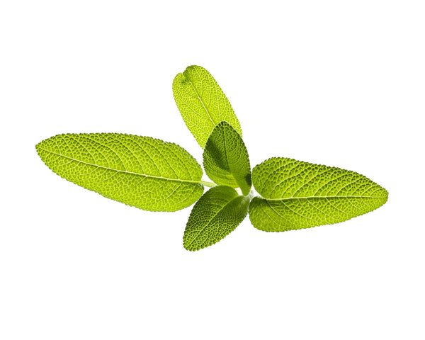 Garden Sage Plant Pods