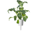 Italian Kale Plant Pods 3-pack