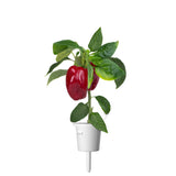 Red Sweet Pepper Plant Pods 3-pack