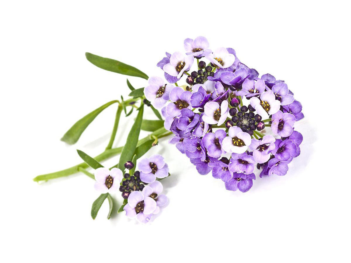 Sweet Alyssum Plant Pods / Sweet Alyssum plant pod